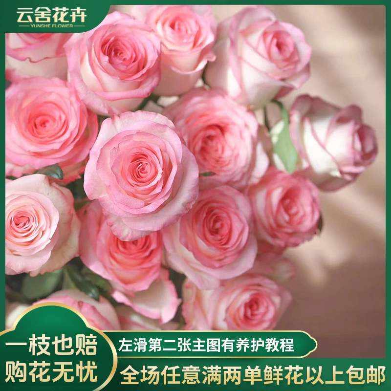 【云舍花卉】【铁头】艾莎玫瑰单头颜色漂亮不易开任意两单以上包邮