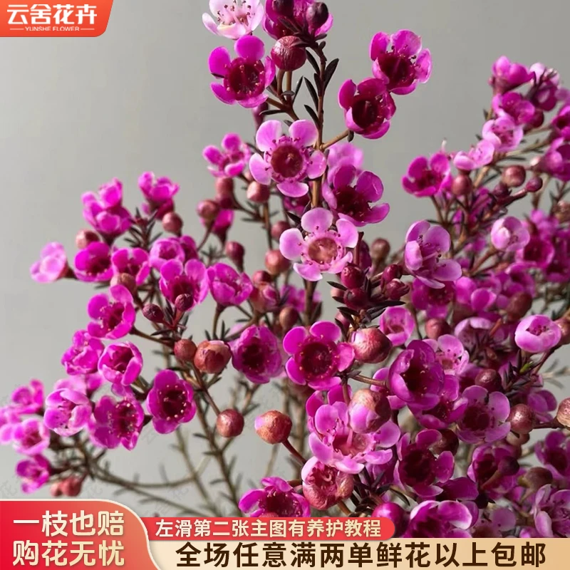 【云舍花卉】【玫红色】吸色腊梅 全场任意满两单及以上鲜花包邮发货