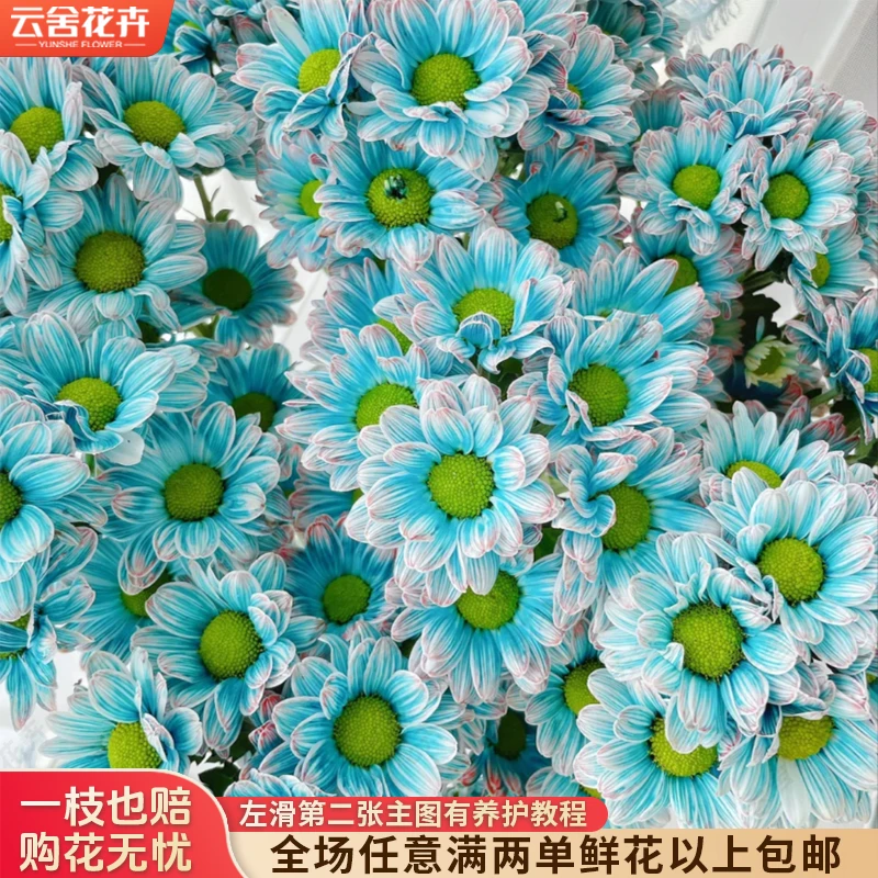 【云舍花卉】【烟雨江南】【渐变色】【吸色小菊 任意满两单及以上包邮