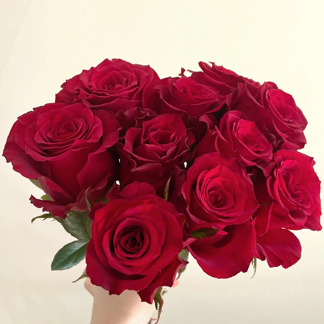 【云舍鲜花】浪漫红玫瑰10支 厂家源头直采直发 包邮发货鲜切花