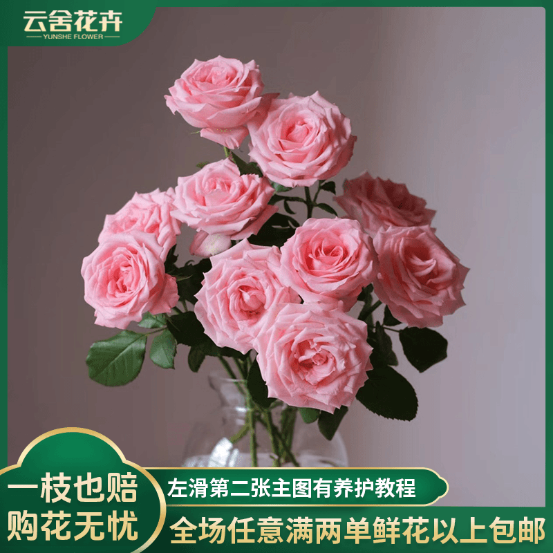 【云舍花卉】A级戴安娜单头玫瑰任意两单以上包邮10支