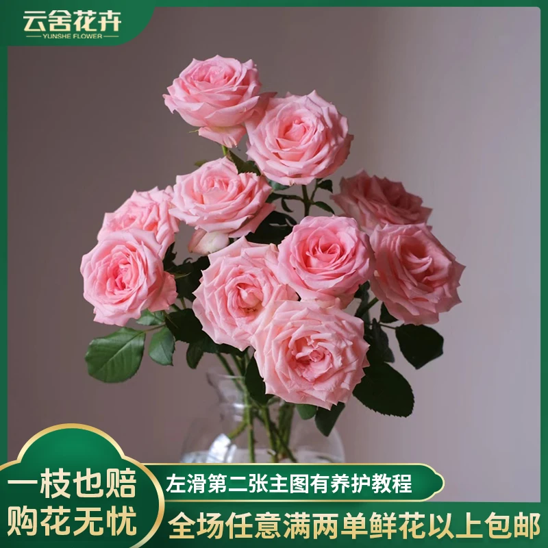 【云舍花卉】A级戴安娜单头玫瑰任意两单以上包邮10支