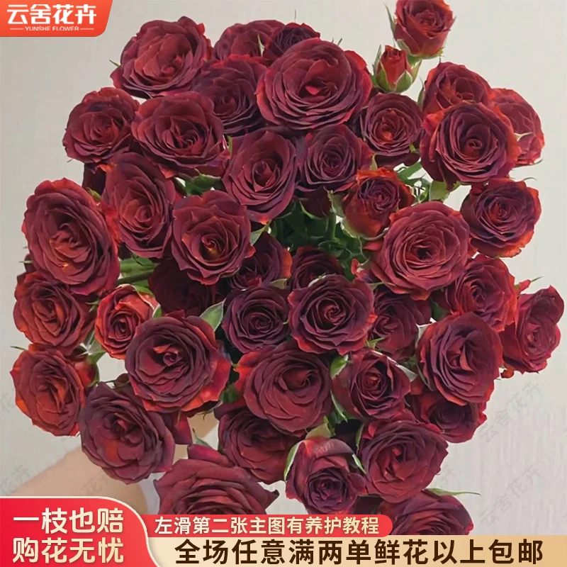 【云舍花卉】【巧克力泡泡】多头玫瑰 全场任意满两单级以上鲜花包邮