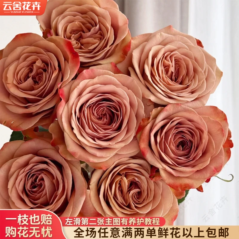【云舍花卉】【卡布奇诺】单头玫瑰【花苞小】任意满两单及以上鲜花包邮