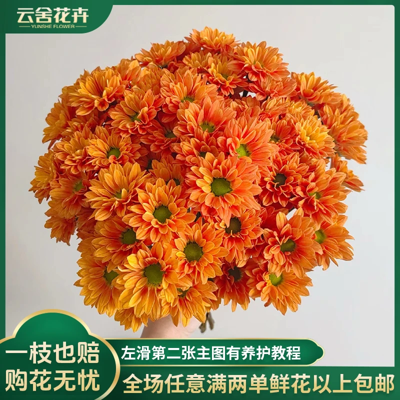 【云舍花卉】【橘子汽水】小菊全场任意满两单及以上鲜花包邮发货