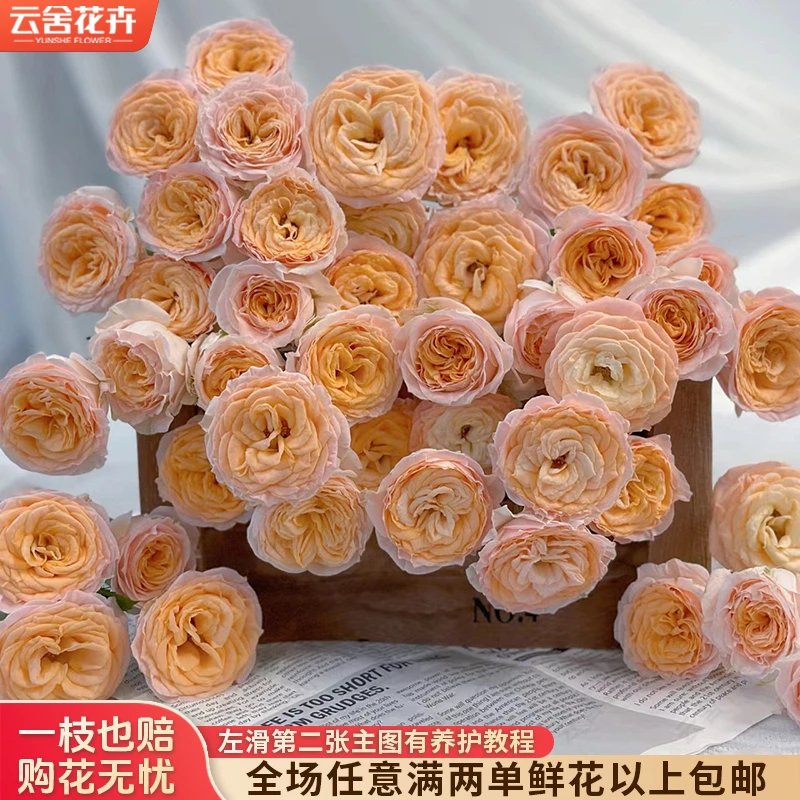 【云舍花卉】【米奇】多头玫瑰任意两单或以上包邮发货鲜切花