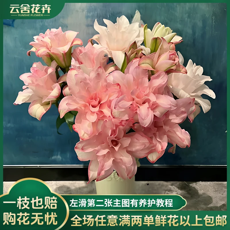 【云舍花卉】【樱花季节】爱莎吸色百合【吸色差异】任意2单包邮