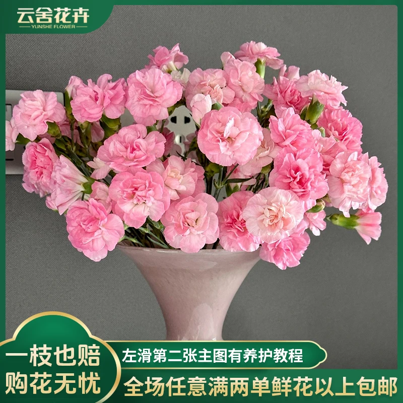 【云舍花卉】多头珍珠粉康乃馨一扎好养花苞多任意两单以上包邮发货