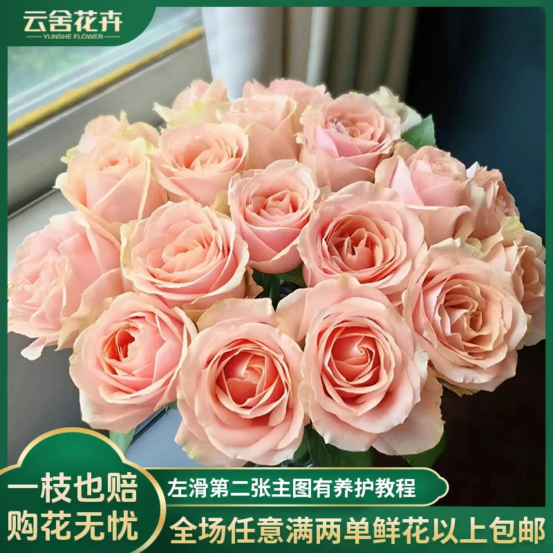 【方德中小型花苞】荷冠【胭脂】玫瑰【不保水】任意满两单及以上包邮
