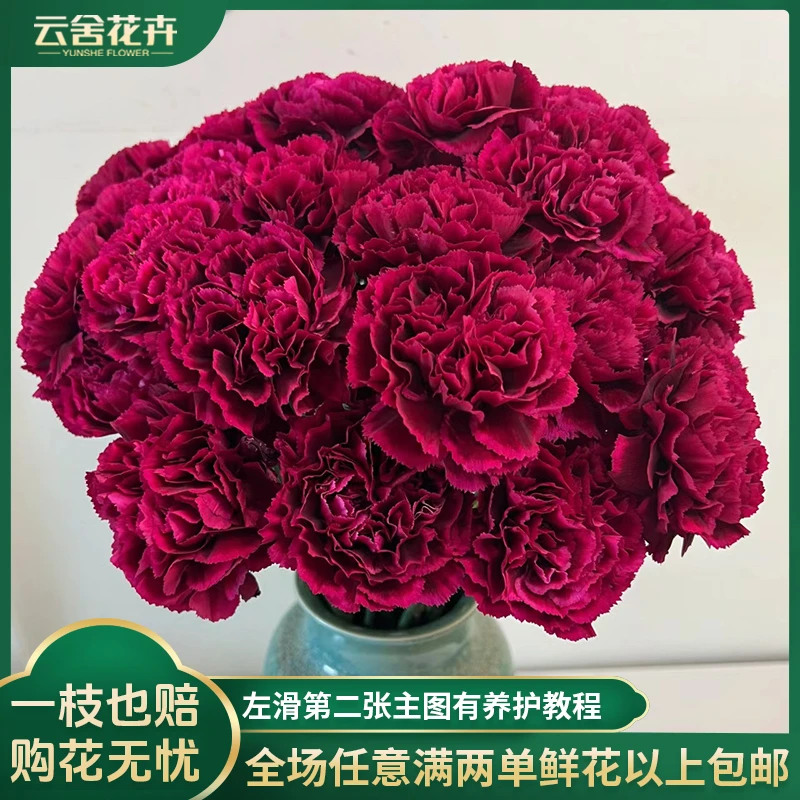 【云舍花卉】【红绸】单头康乃馨全场任意满两单及以上鲜花包邮发货