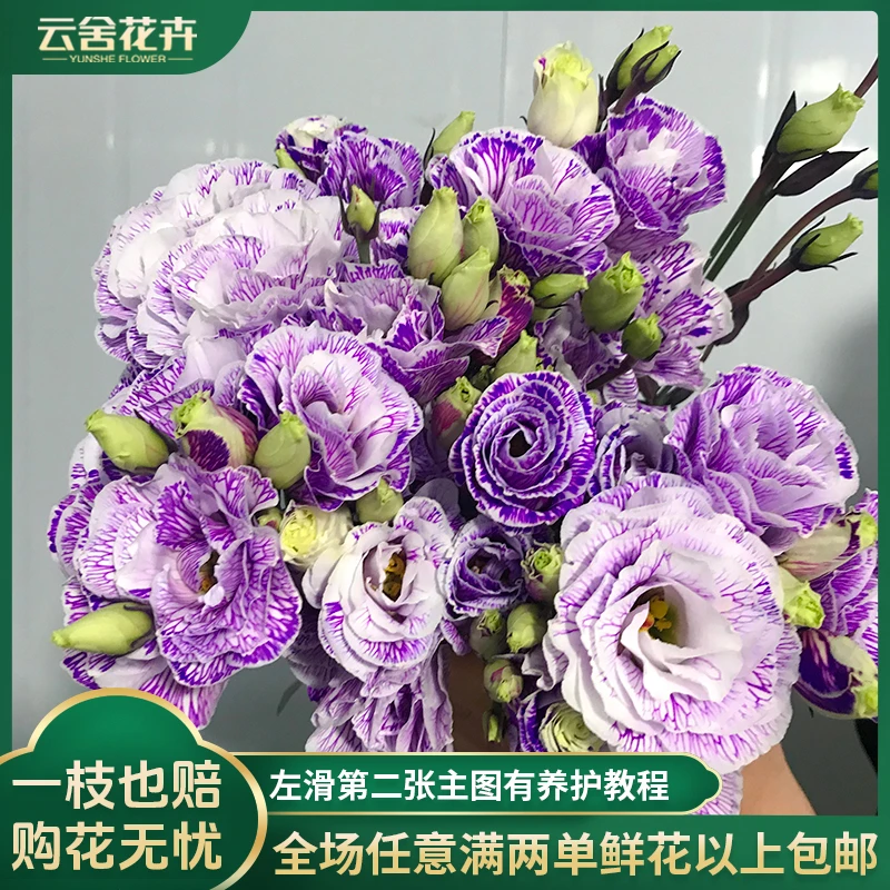 【云舍花卉】【吸色紫】洋桔梗 全场任意满两单及以上鲜花包邮