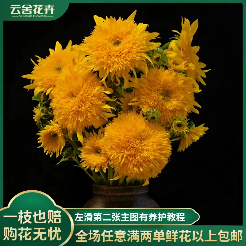 【云舍花卉】泰迪向日葵2支夏日之花向日葵任意两单以上包邮鲜花
