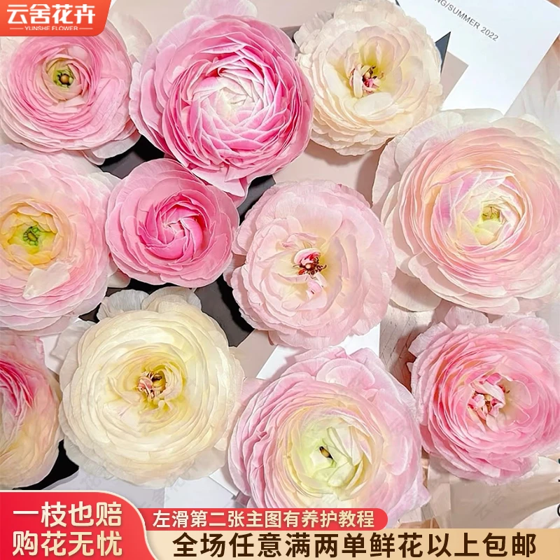 【云舍花卉】【瓷】洋牡丹 全场任意满两单及以上鲜花包邮发货