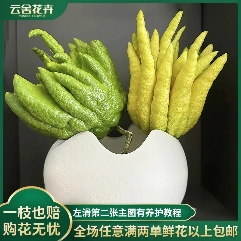 【云舍花卉】400-600克【佛手柑】造型随机任意两单或以上包邮派送