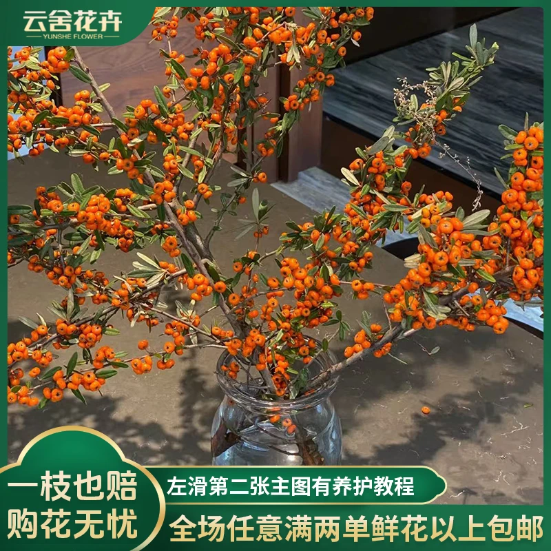 【云舍花卉】【火棘果】【此商品一单包邮，不参与凑单】