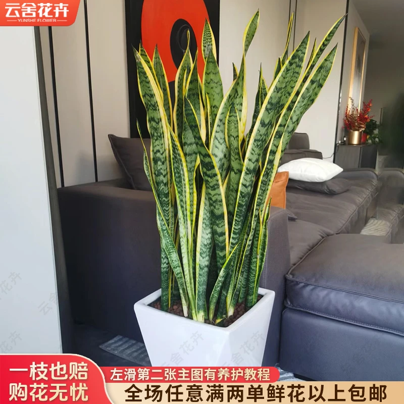 【云舍花卉】230口径80-90cm【虎皮兰】盆栽【带盆发】一单包邮不凑单