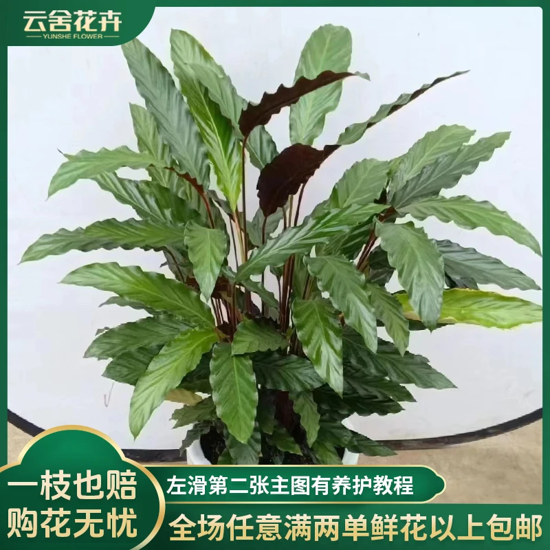 【云舍花卉】【箭羽竹芋】绿植盆栽【带盆发货】任意两单及以上包邮