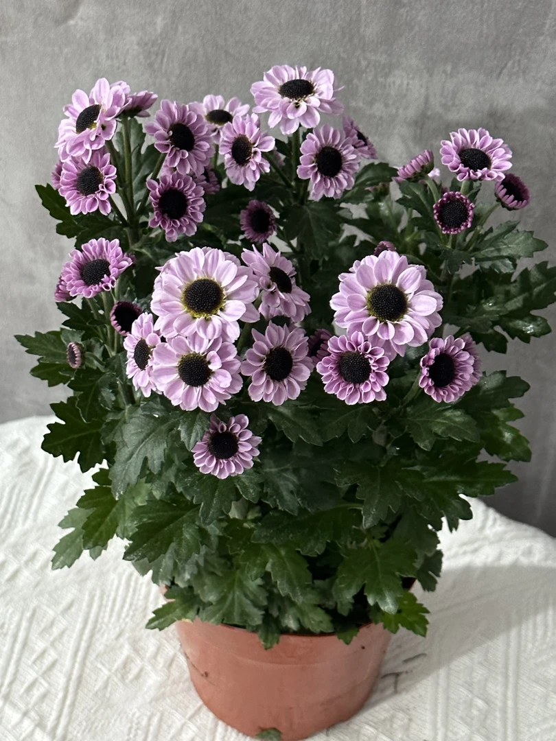 【云舍花卉】阳粉小菊盆栽(带原黑盆)任意2单或以上包邮发货