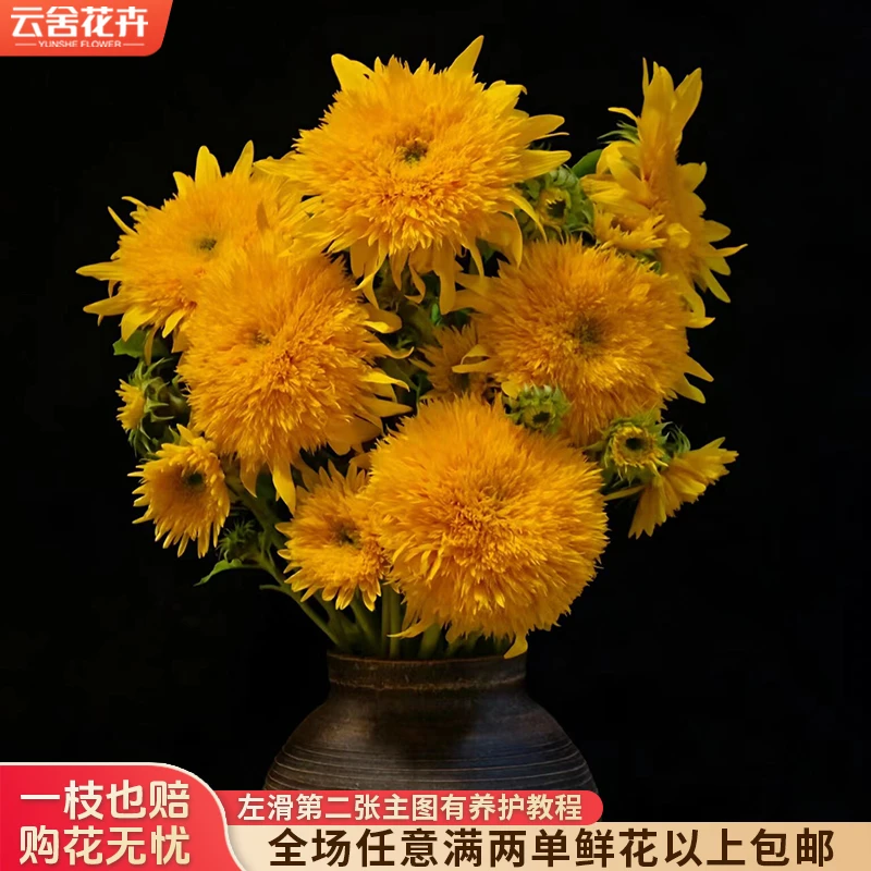 【云舍花卉】【泰迪】向日葵 全场任意满两单及以上鲜花包邮发货