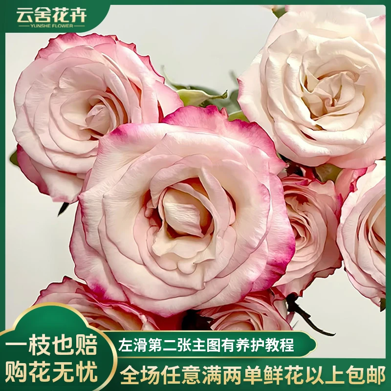 【云舍花卉】60cm及以上【红唇】单头玫瑰任意两单或以上包邮发货