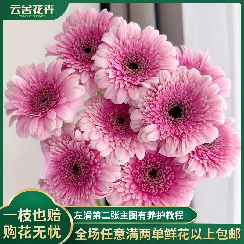 【云舍花卉】【品茗】非洲菊全场任意满两单及以上鲜花包邮发货