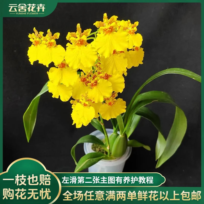 【云舍花卉】【蜜糖】文心兰(跳舞兰)盆栽【带原盆发货】