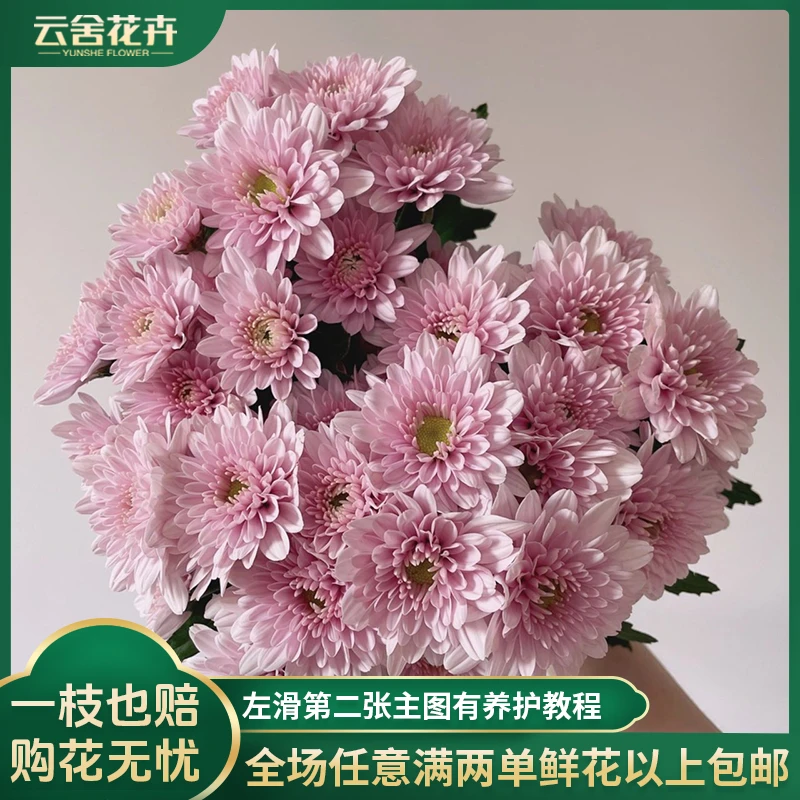 【云舍花卉】【汉城粉】小菊1扎夏日好养护任意2单或以上包邮鲜切花