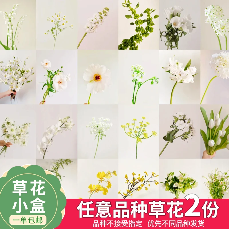 【云舍花卉】【不指定快递】一单包邮草花小盒任意两份草花
