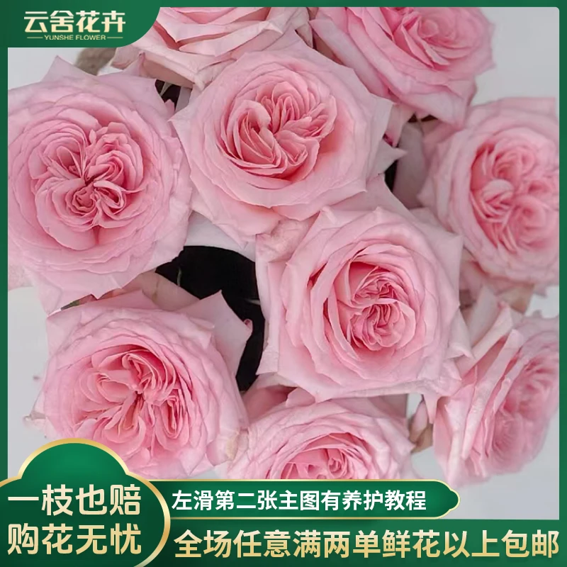【云舍花卉】【粉荔枝】单头玫瑰 全场任意满两单及以上鲜花包邮