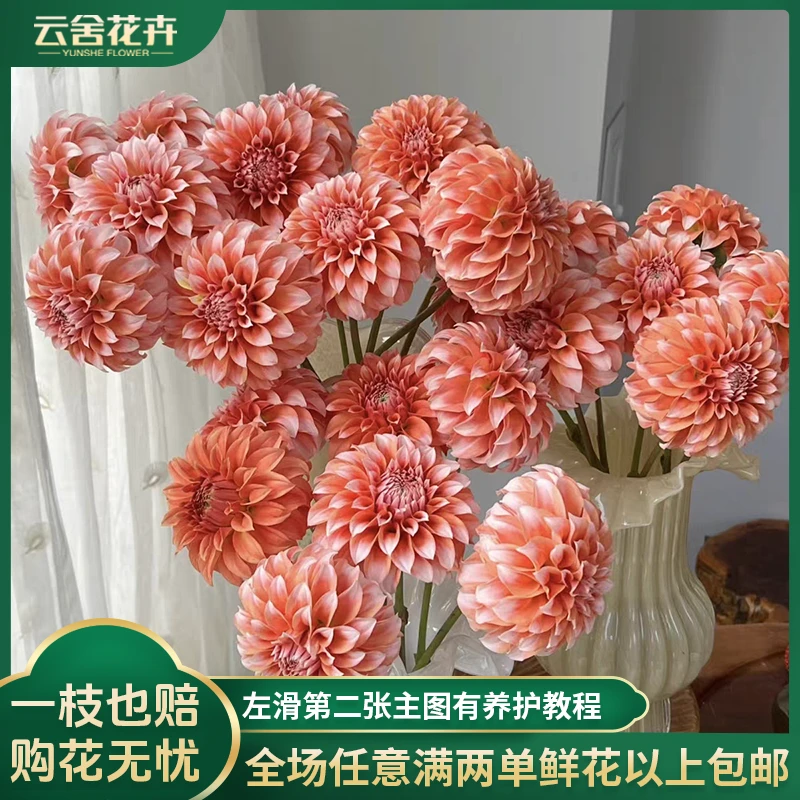 【云舍花卉】【奶油桃子】大丽花一扎任意两单以上包邮发货鲜切花
