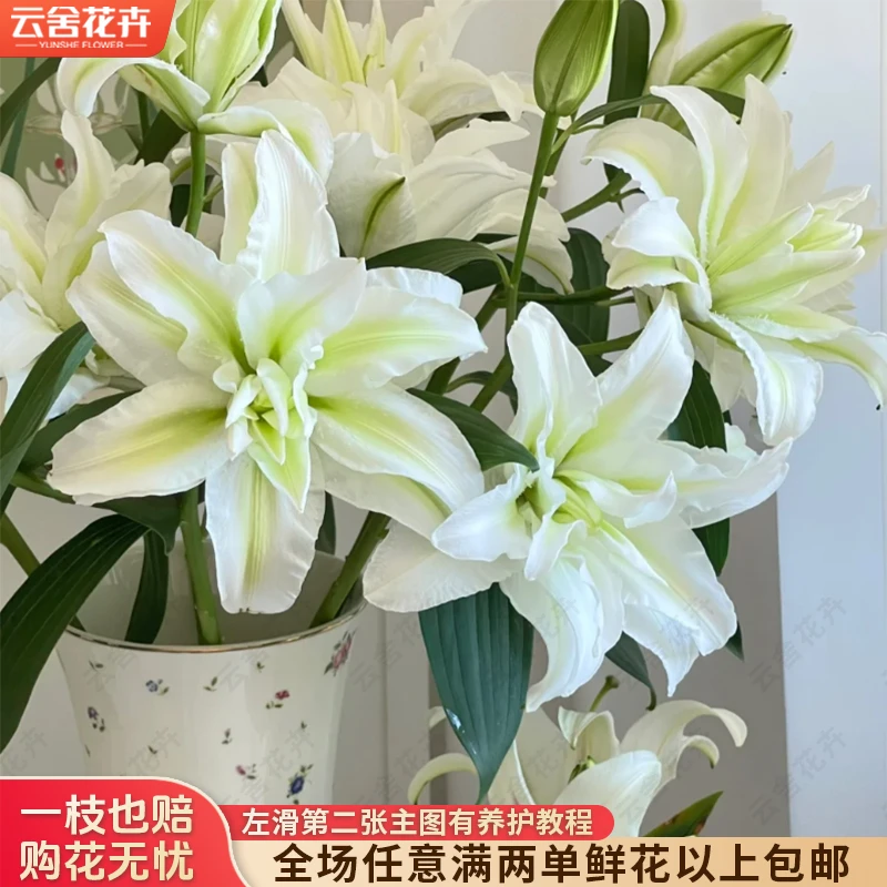 【云舍花卉】【浪漫之心】重瓣百合全场任意满两单及以上鲜花包邮发货