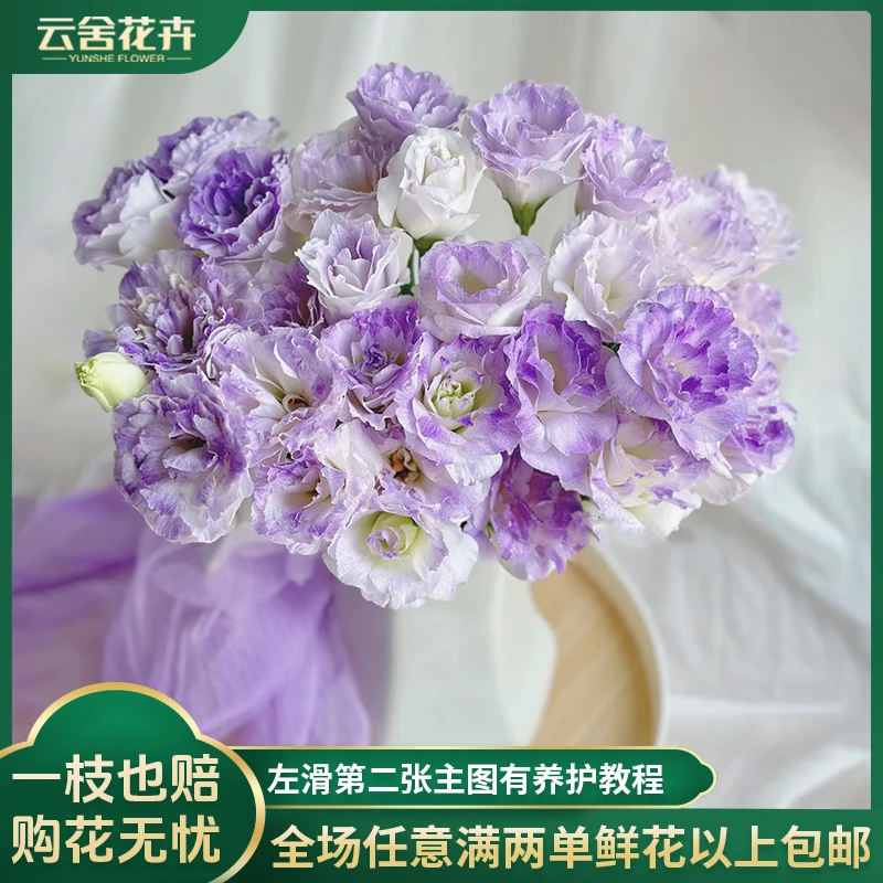 【云舍花卉】600克【烟灰紫】洋桔梗全场任意满两单及以上鲜花包邮