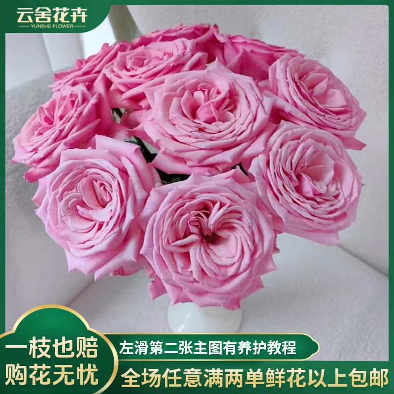 【云舍花卉】【粉之妍】单头玫瑰 全场任意满两单及以上鲜花包邮发货