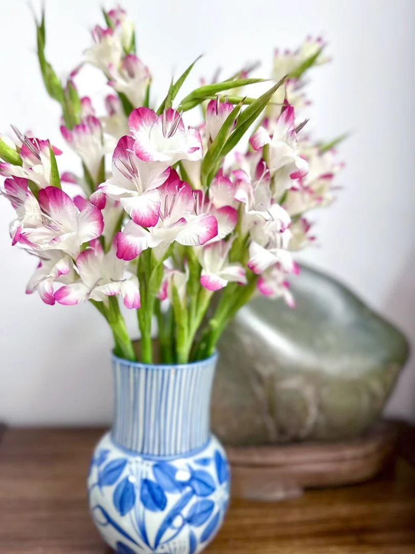 【云舍花卉】口红剑兰一扎任意2单或以上包邮鲜切花