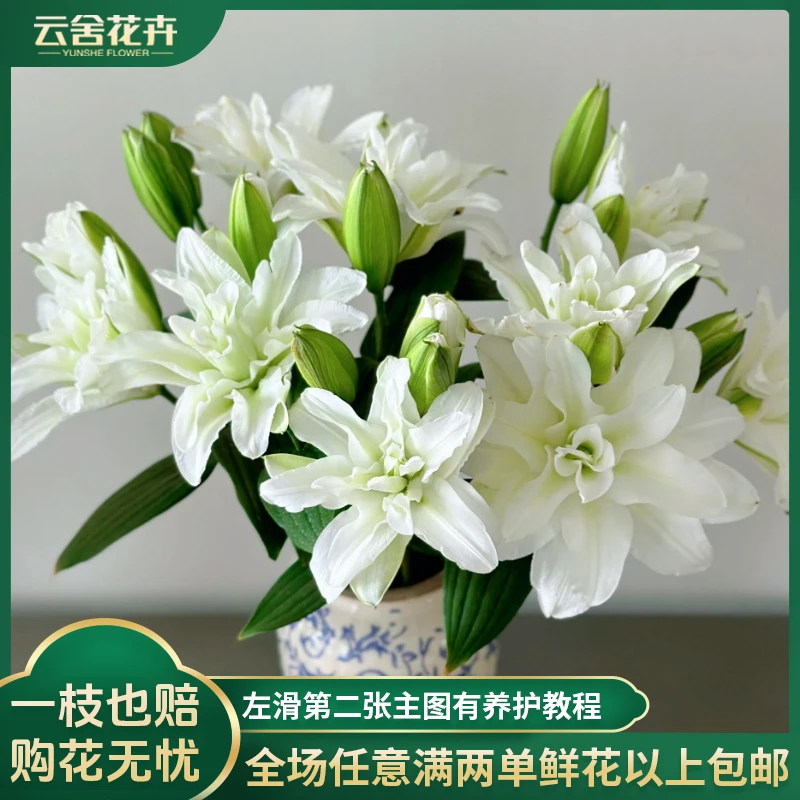 【云舍花卉】【上海种业】浪漫之心重瓣百合任意两单以上包邮发货鲜花