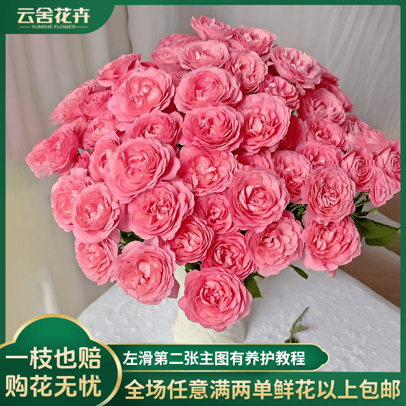【云舍花卉】【稀有】【胭脂公主】多头玫瑰任意满两单及以上鲜花包邮