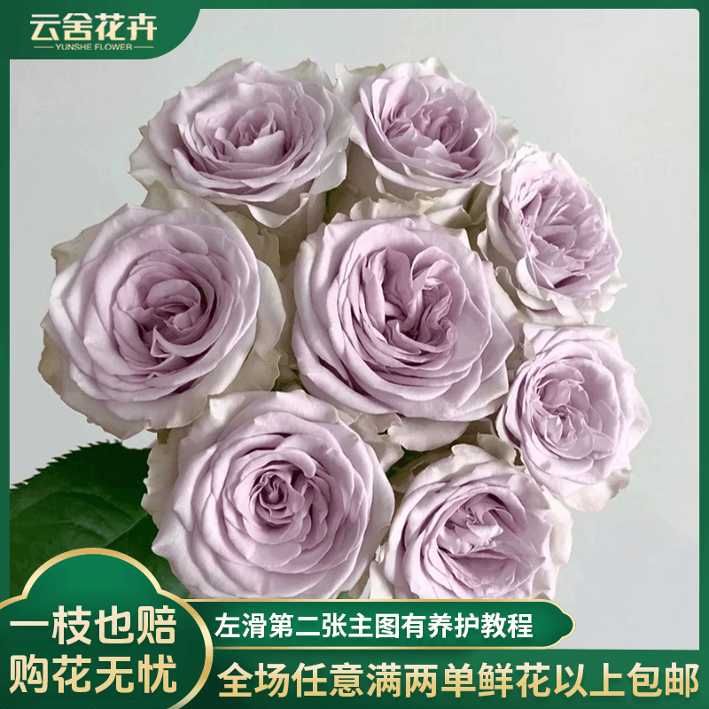 【云舍花卉】60-70cm【海洋之心】单头玫瑰任意两单或以上包邮鲜切花