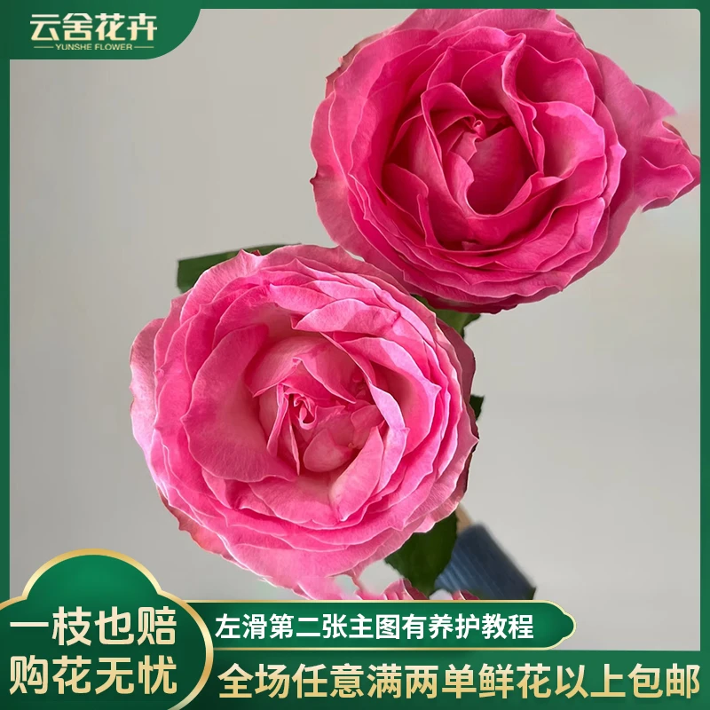 【方德中小型花苞】【荷冠】【糖果雪山】单头玫瑰【不保水】