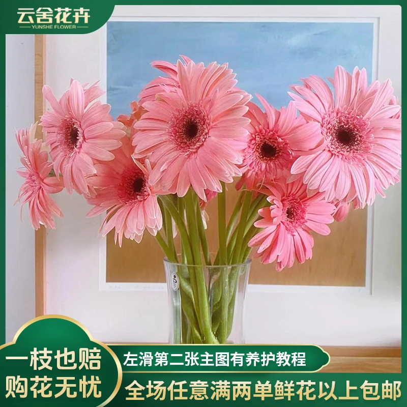 【云舍花卉】【粉嘟嘟】粉玲珑非洲菊一扎任意2单或以上包邮鲜切花