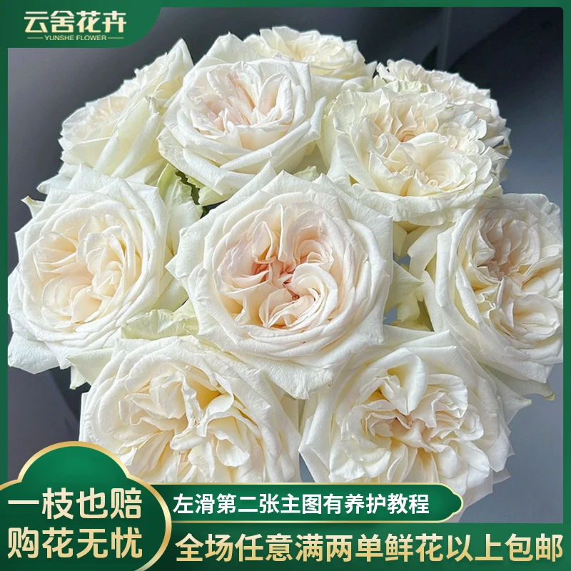 【云舍花卉】 60cm及以上带包装醒花【白荔枝】单头玫瑰任意两单包邮