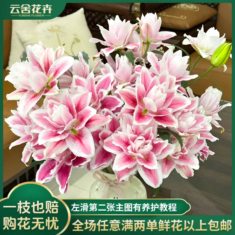 【云舍花卉】火星之恋重瓣百合香味好闻地区上色差异任意2单包邮