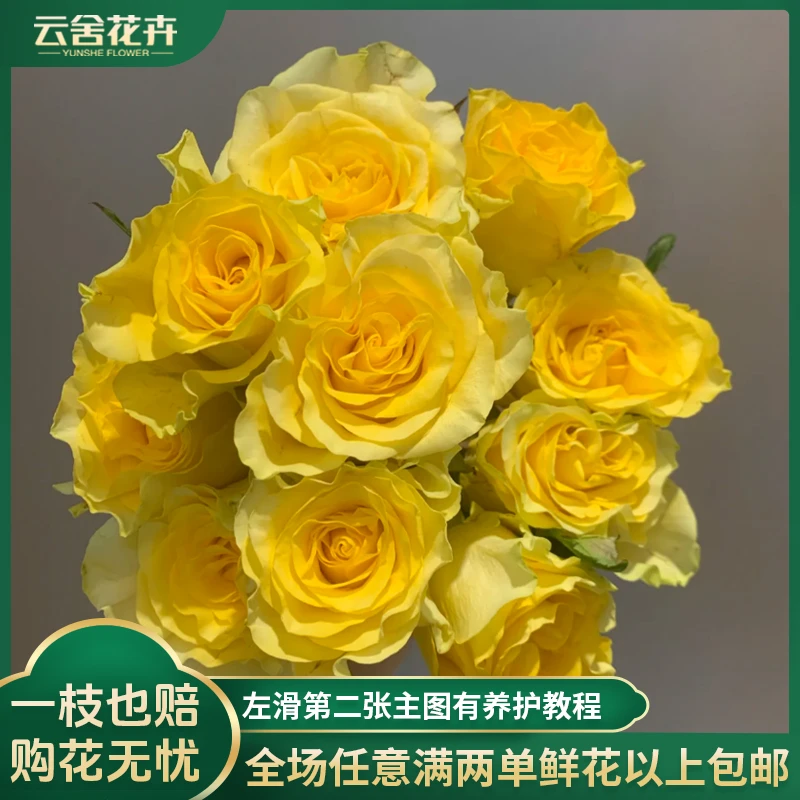 【方德荷冠中小型花苞】60A帆船赛单头玫瑰10支【不保水】任意2单包邮