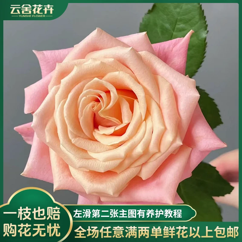 【云舍花卉】60-70cm朱小姐单头玫瑰10支两单或以上包邮发货