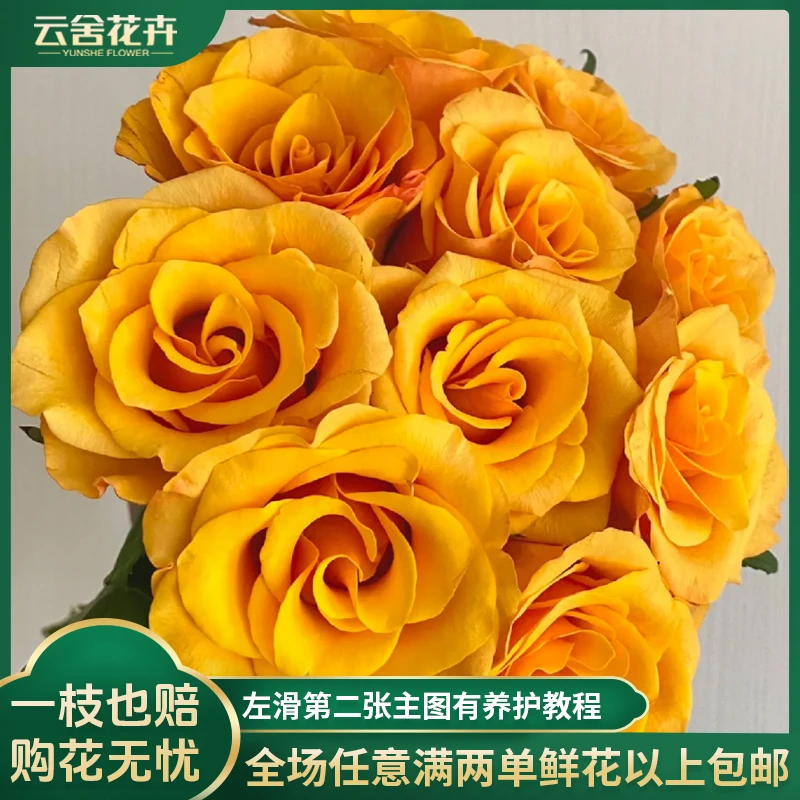 【云舍花卉】【辉煌】单头玫瑰体验感好全场任意满两单及以上鲜花包邮