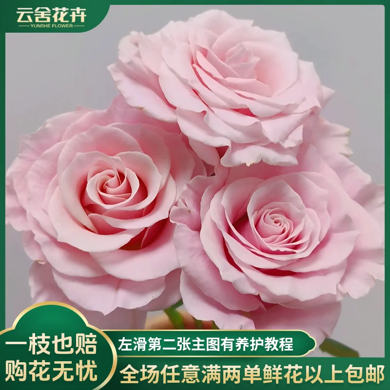 【云舍花卉】【粉蒙代尔】单头玫瑰 全场任意满两单及以上鲜花包邮