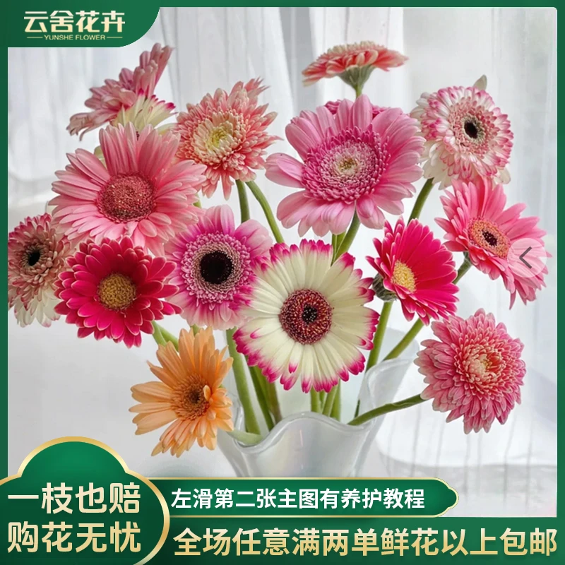 【云舍花卉】【混色非洲菊】一扎养护体验感好任意2单或以上包邮