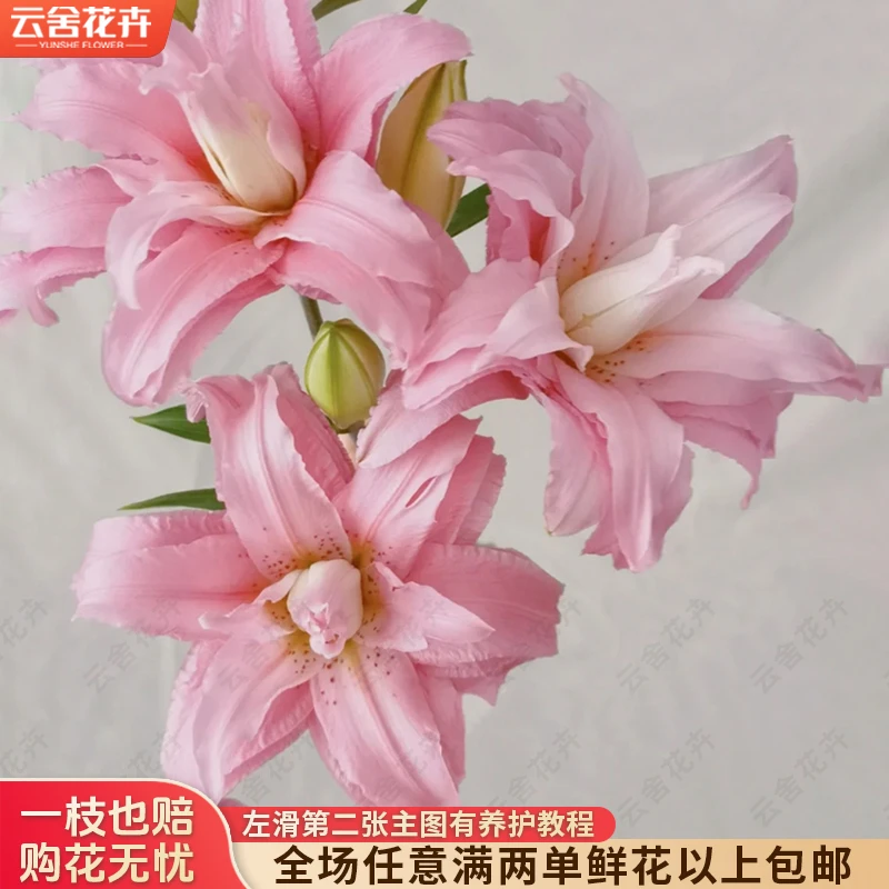 【云舍花卉】【粉蝶】重瓣百合 全场任意满两单及以上鲜花包邮发货
