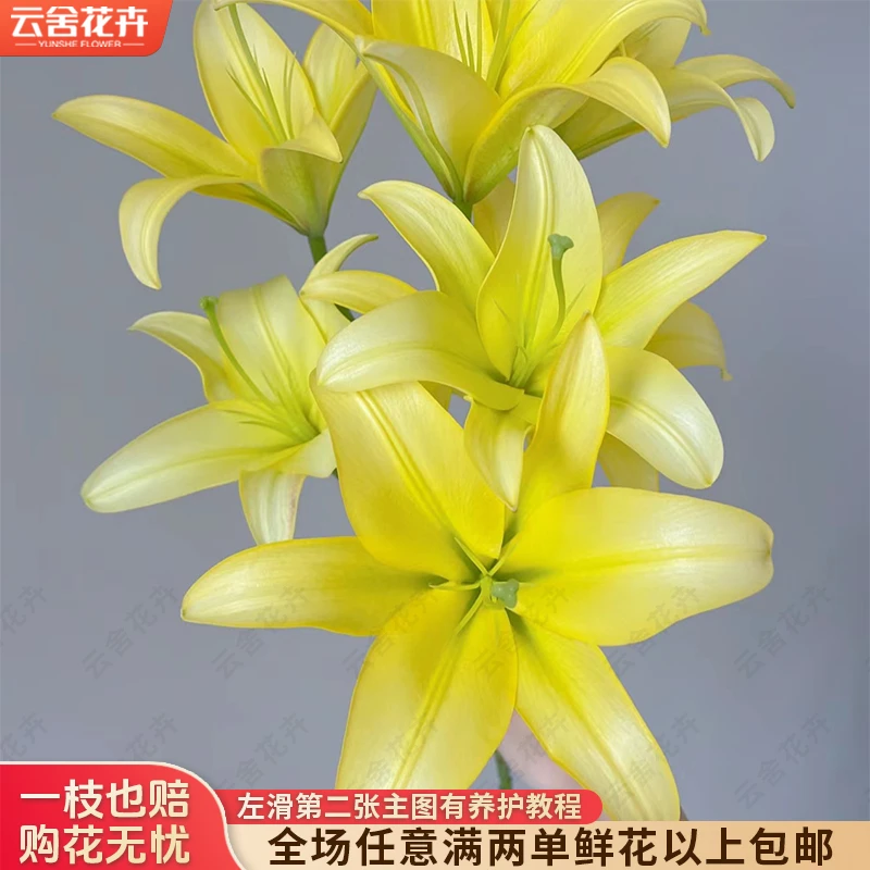 【云舍花卉】【黄蜂】单瓣百合 全场任意满两单及以上鲜花包邮发货