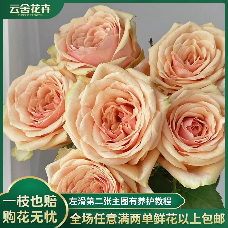 【云舍花卉】养护体验好【迪威娜】单头玫瑰全场任意满两单及以上包邮