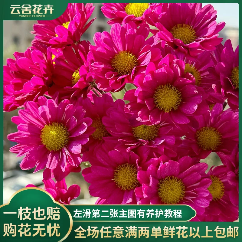 【云舍花卉】【桃花妖】小菊 全场任意满两单及以上鲜花包邮发货